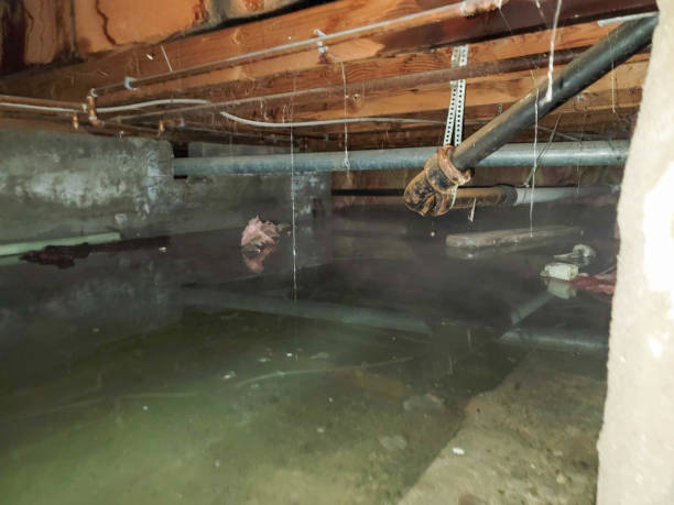 Best Local water damage restoration  in San Miguel, CA